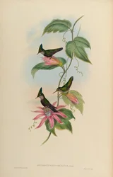 Orthorhynchus ortus = Orthorhynchus cristatus